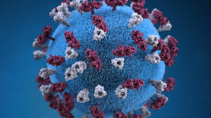 Image of COVID Virus